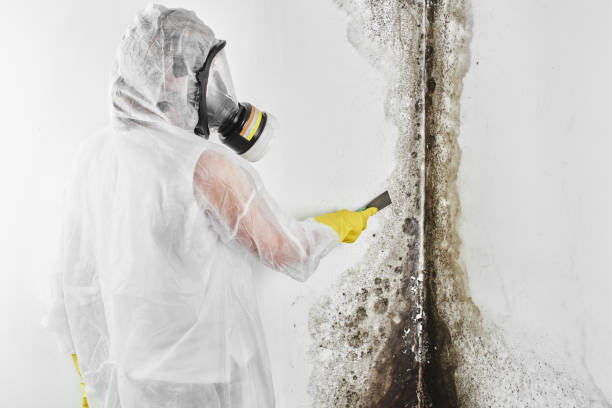 Why You Should Choose Our Mold Remediation Services in Queen City, TX